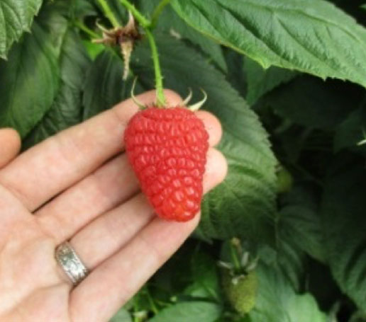 Julieta Raspberry Julieta